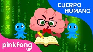 Cerebro | Cuerpo Humano | Pinkfong Canciones Infantiles