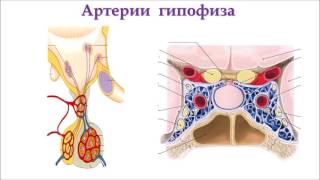Эндокринная система: центральные органы, строение, функция, кровоснабжение, иннервация