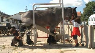 Belgian draft with very bad hooves meets the farrier