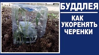 Когда и как черенковать будлею. Черенкование буддлеи