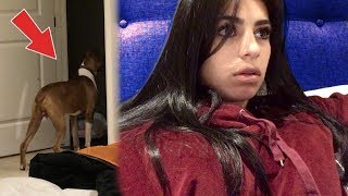 DOG SPOTS GHOST (caught dogs reaction on camera)
