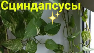 #harizma_ptichka_cv
Домашние цветы