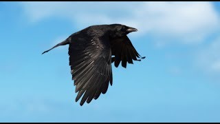 Crow hunting in Holland