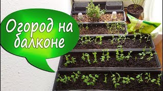 23. Огород на балконе за 15 дней! Выращиваю помидоры, огурцы, горошек, мелису, базилик, петрушку...