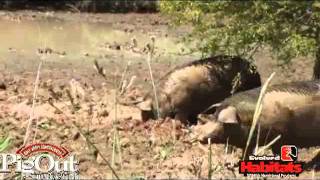 PigOut приманка - гель для кабанов, лосей, медведей