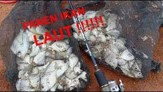 PANEN !!!!!! Ikan PETEK di Tanggul Baru Pekalongan
