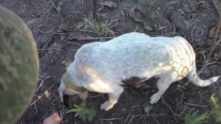 (18+) Hunting for game birds - 2016... Охота на ГОЛУБЯ  сезон (2016) часть 4