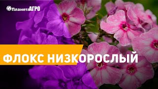 ? Семена Флокс друмонда, низкорослый ? Планета Агро