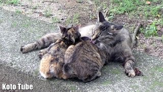 子猫！発見！こんなに大きくなっても母猫のお乳を飲む子ネコ兄弟（生後4ヶ月）