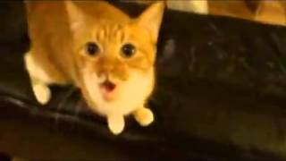 ЯП файлы - Кошачий дабстеп