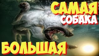 Самые большие породы собак в мире. ТОП 10 самых больших в мире пород собак