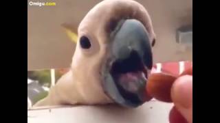 Лучшие приколы с попугаями )))