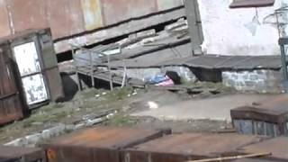 Белый медведь чуть не съел обдолбанную наркоманку