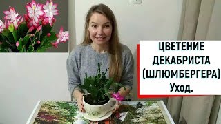 ЦВЕТЕНИЕ ДЕКАБРИСТА  (ШЛЮМБЕРГЕРА). Уход.