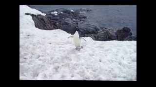 PINGUINOS Emperador, Papua, Adelia y Barbijo