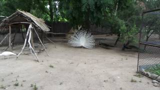 Красавец павлин 6 - е видео (Handsome peacock 6th video )