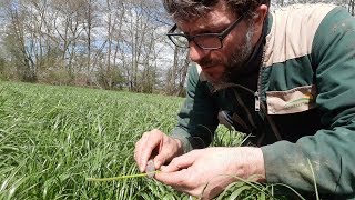 Bien prévoir sa date de récolte d'herbe: observer et...  décider!
