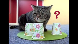 Кот мастер игры в напёрстки; Cat is a shell game master