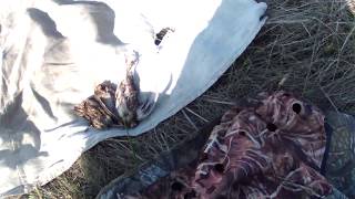 Охота на перепела с лабрадором Джиной сезон 2014 года. Hunting on has sung with Labrador Retriever