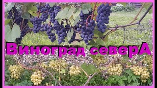 Виноград Владимирской области. Конец августа