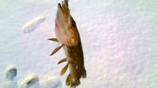 ЗИМНЯЯ РЫБАЛКА! .Щука на балансир!. Псковская обл.