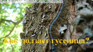 О насекомых дошкольникам ~ Как ползает гусеница?