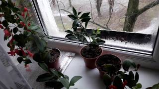 Комнатные растения/цветы. Мои тонкости ухода за эсхинантусом