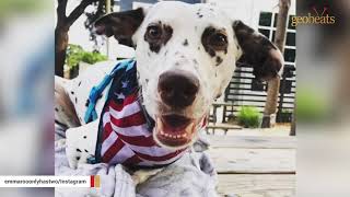 This meat trade survivor will become a therapy dog