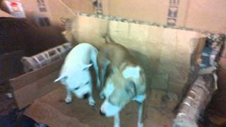 pitbull madre ,hija marron cruza con dogo ,cachorros comiendo con padre staford