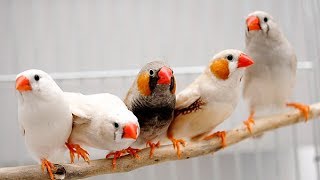 Амадины кушают и поют