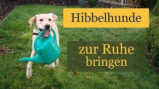 2 Tipps um deinen aufgeregten Hibbelhund zu entspannen & zu beruhigen
