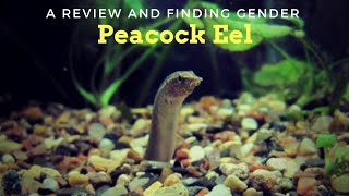 Our Native Spiny Spotted Eel...