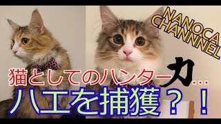 【かわいい 猫動画】おやつに心揺れながらもハエを狙う！捕獲なるか！Norwegian Forest Cat ノルウェージャンフォレストキャット NANOCA