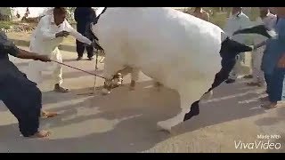 Most Beautiful Cow Qurbani 2018 | Most Beautiful White Bull Qurbani 2018