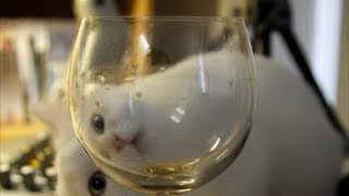 Я РЖАЛ ПОЛЧАСА. Смешные Коты и Собаки. ПРИКОЛЫ С ЖИВОТНЫМИ. #30