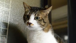 姉妹ねこシュガー＆ショコラ＋ミー君MOVIE287（秋の夜長の毛繕い編）