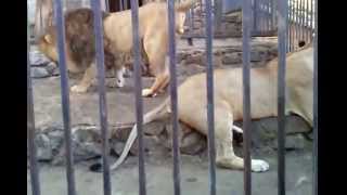 Ухаживание и любовные игры льва и львицы!!!!! смотреть всем!!!! love games lion and lioness