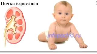 Почки: топография, строение, функции, кровоснабжение, иннервация, лимфоотток, возрастные особенности