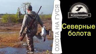 Охота на гусей. Северные болота