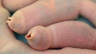 РЫБА-ПЕНИС / PENIS-FISH