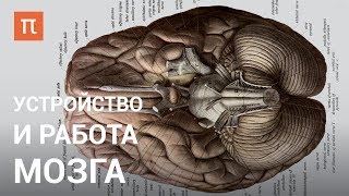 Устройство и работа мозга