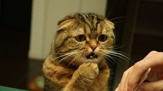 Не пропустите!До слез смешная подборка видео с кошками!