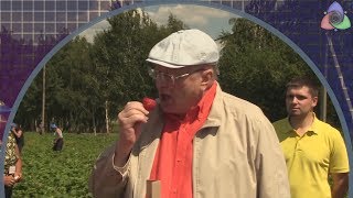 "Филькина фронда" или Операция "Гру!"