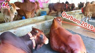 কেরানীগঞ্জ ঢাকায় ষাঁড়ের খামার|সাফায়াত ডেইরী ফার্মে 140 টি ষাঁড় গরু মোটাতাজাকরণ|