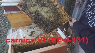 carnica Vt\карника варроатолерантная