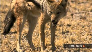 Baby animals & a jackal on the hunt
