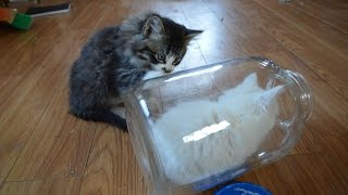Нарезка приколов про котов. Самые забавные моменты из жизни животных.