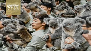 5 generations of koalas living together in Guangzhou Zoo