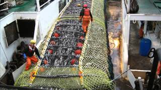 Pollock Fishing in the Bering Sea, Alaska