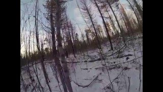 Охота на медведя с Западно-Сибирской лайкой